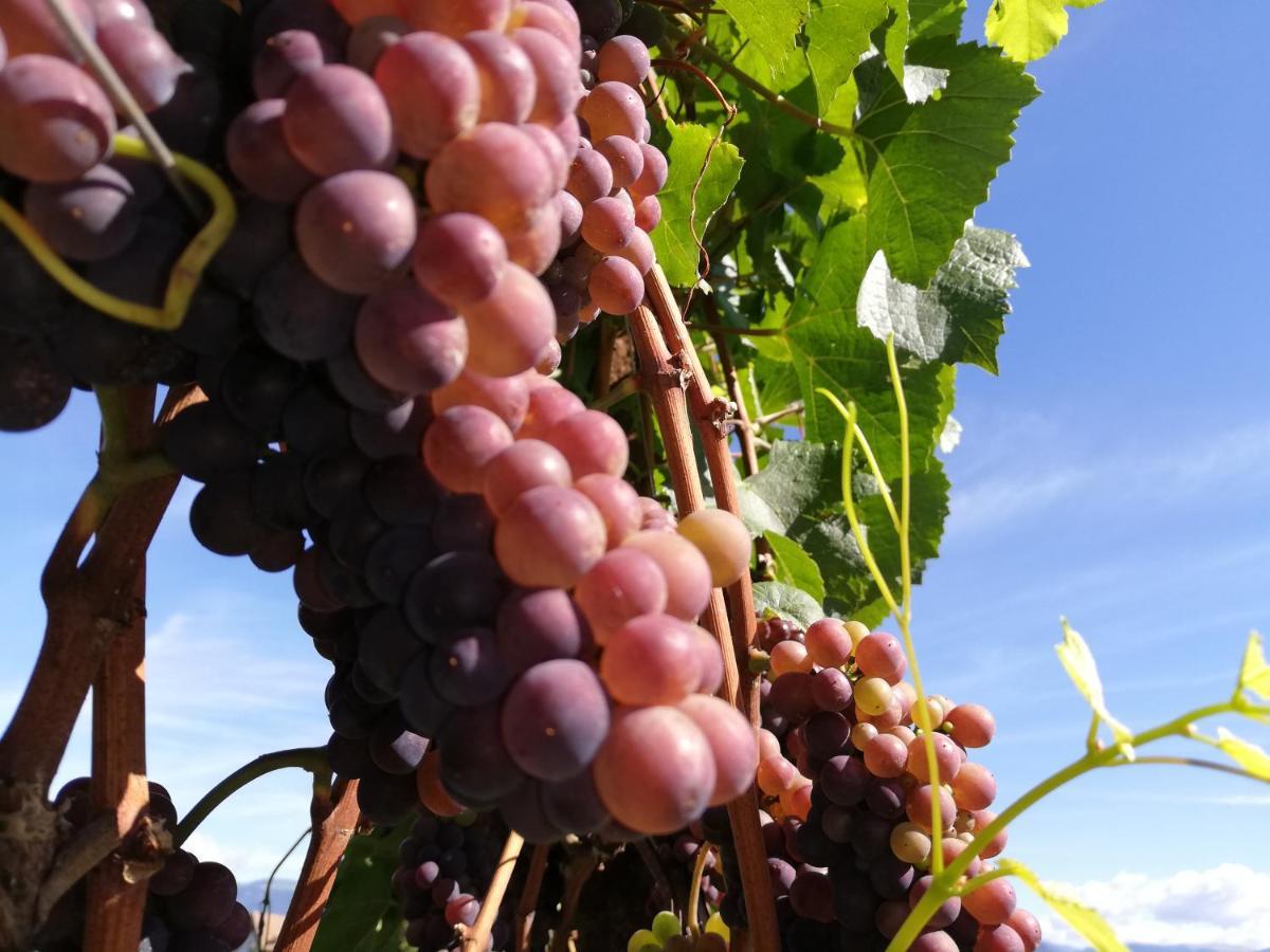 Ansitz Grustdorf Leilighet Appiano Sulla Strada Del Vino Eksteriør bilde