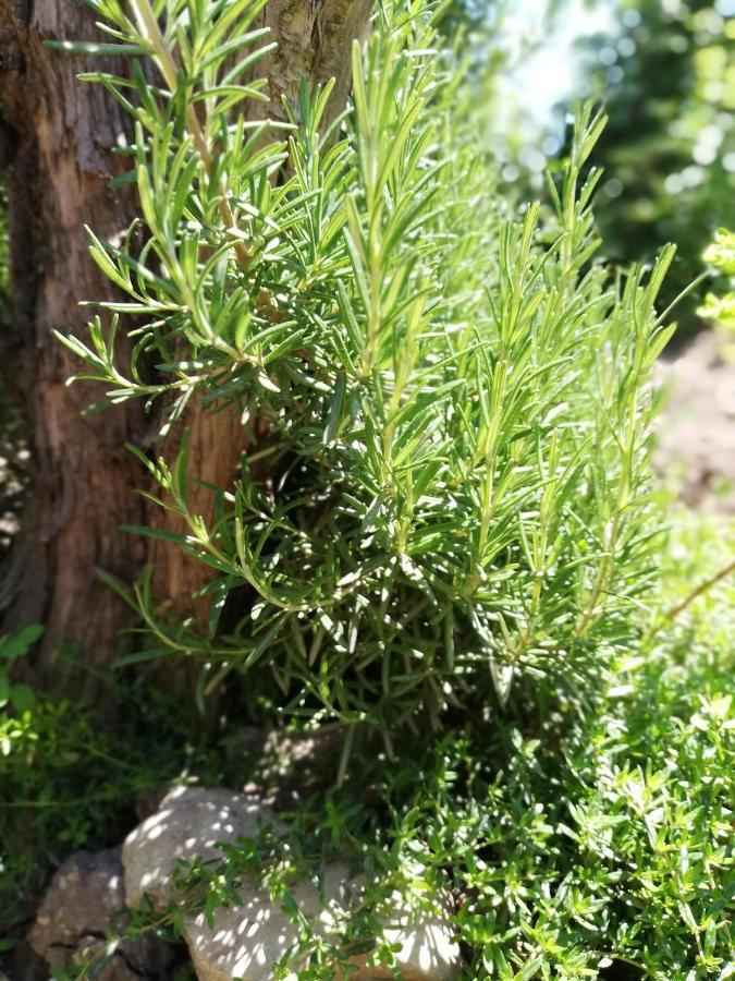 Ansitz Grustdorf Leilighet Appiano Sulla Strada Del Vino Eksteriør bilde