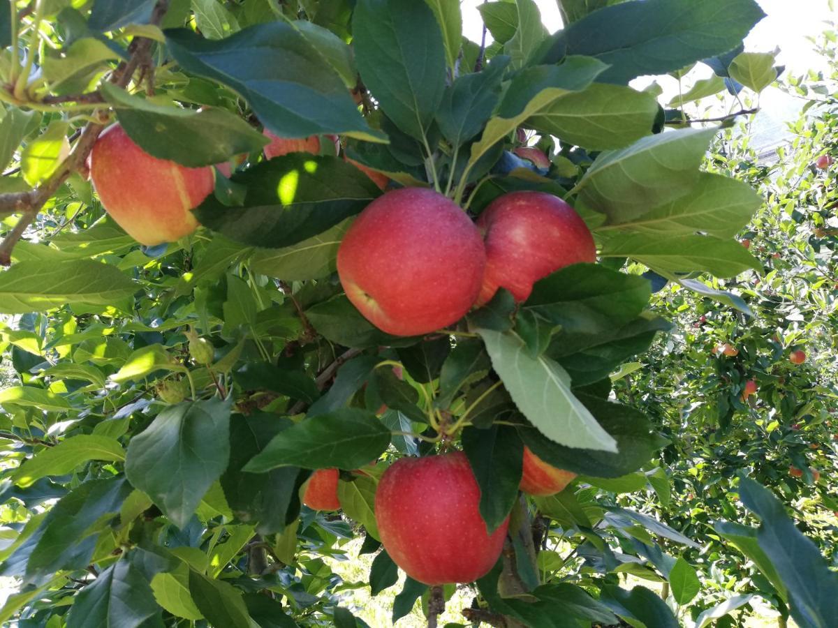 Ansitz Grustdorf Leilighet Appiano Sulla Strada Del Vino Eksteriør bilde