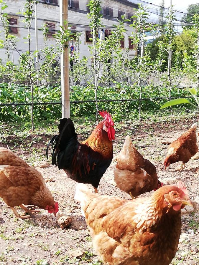 Ansitz Grustdorf Leilighet Appiano Sulla Strada Del Vino Eksteriør bilde