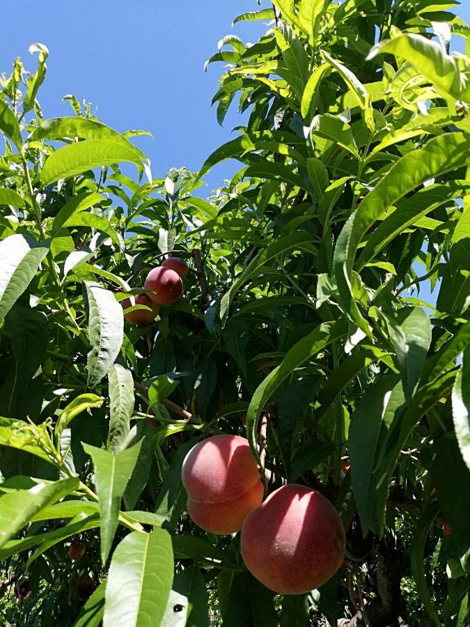 Ansitz Grustdorf Leilighet Appiano Sulla Strada Del Vino Eksteriør bilde